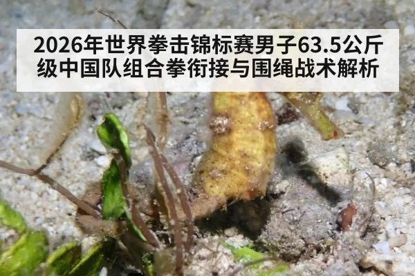2026年世界拳击锦标赛男子63.5公斤级中国队组合拳衔接与围绳战术解析